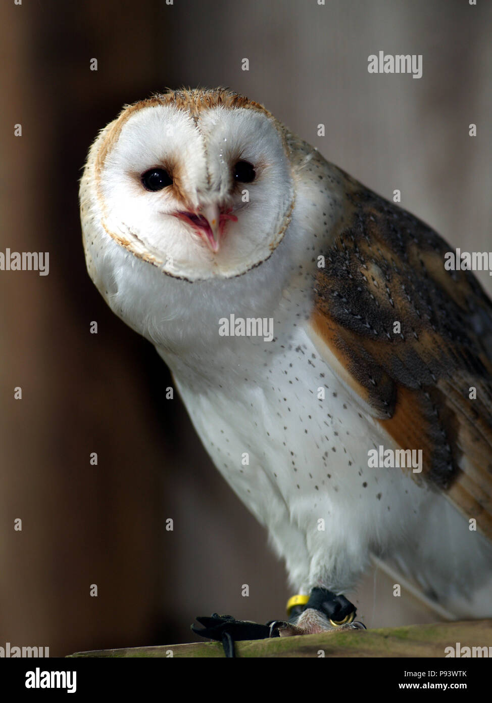 raptor owl eagle hawk kite vulture Stock Photo Alamy