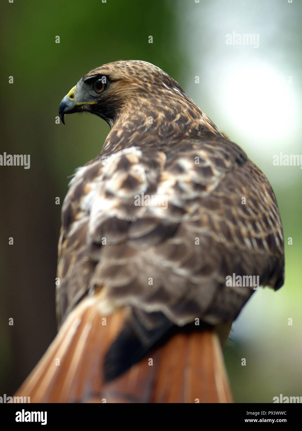 raptor owl eagle hawk kite vulture peregrine kestrel falconry falcon