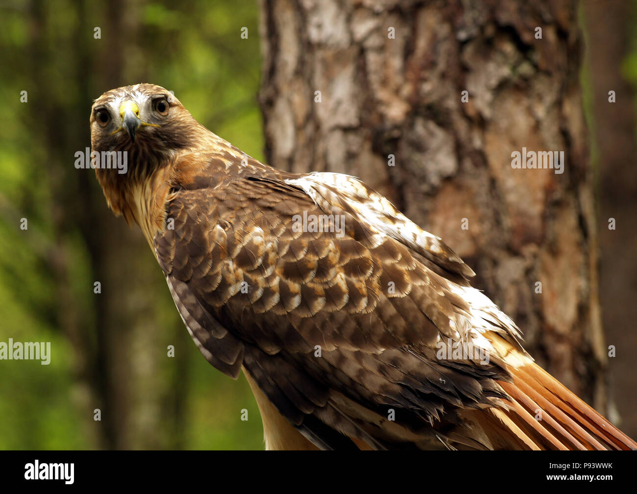 raptor owl eagle hawk kite vulture peregrine kestrel falconry falcon