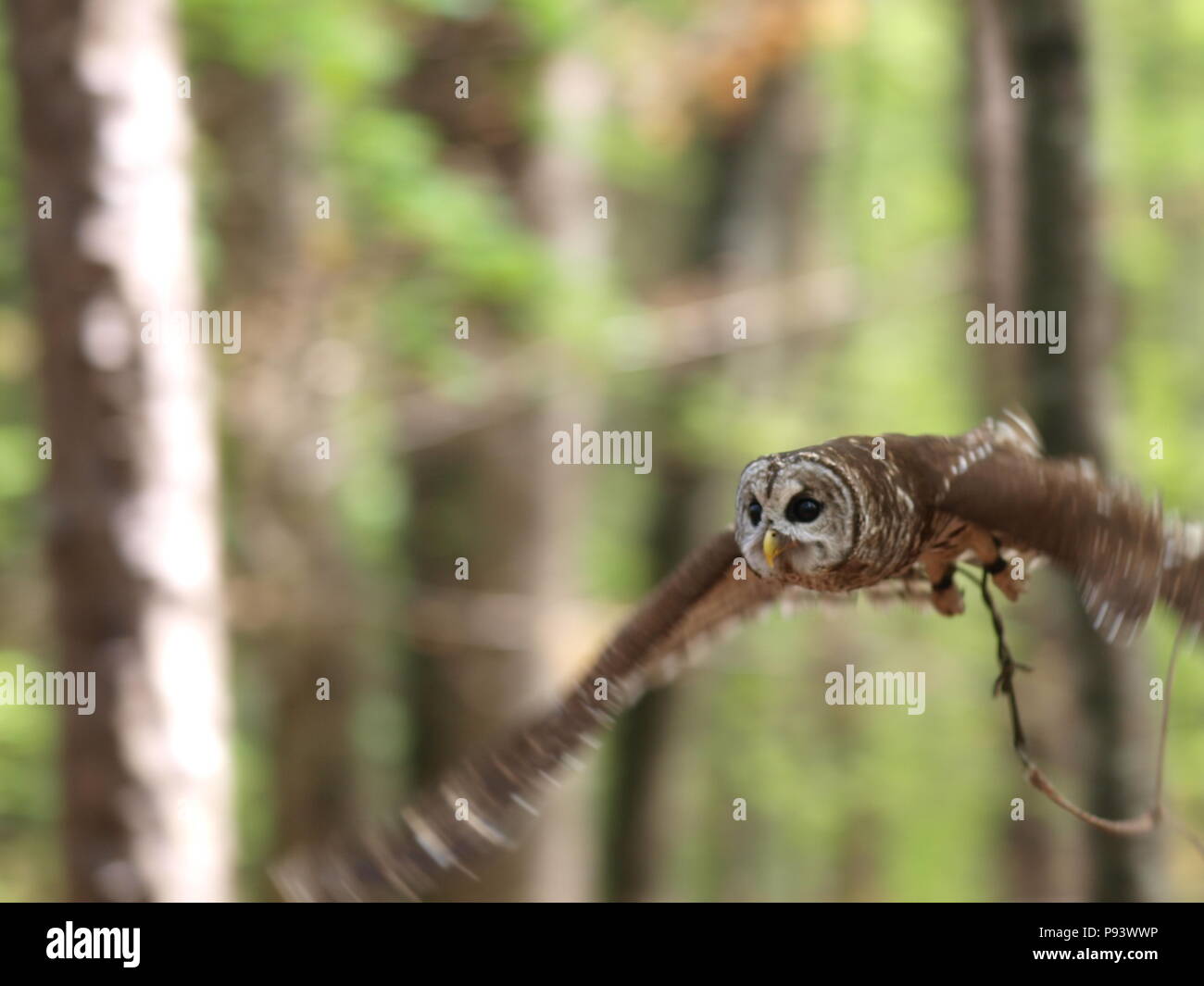raptor owl eagle hawk kite vulture Stock Photo Alamy