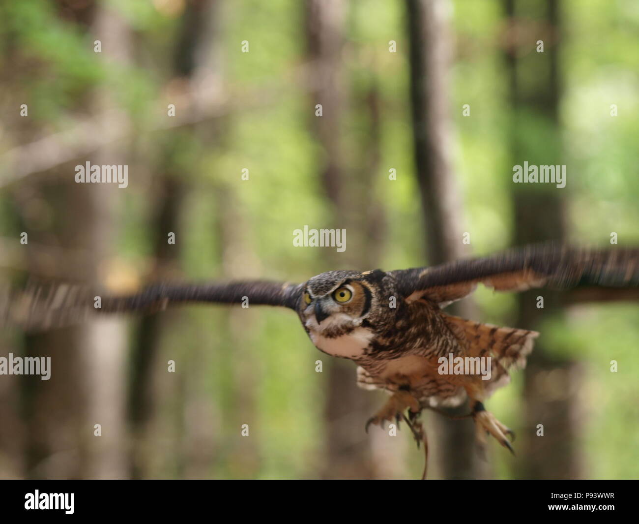 raptor owl eagle hawk kite vulture Stock Photo Alamy