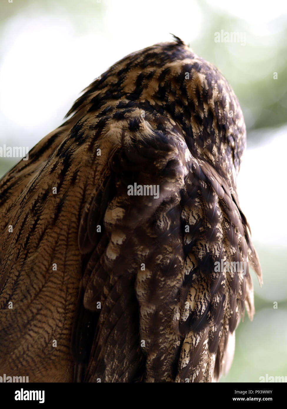 raptor owl eagle hawk kite vulture Stock Photo Alamy