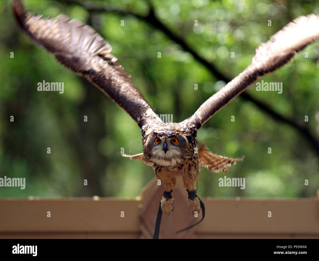raptor owl eagle hawk kite vulture Stock Photo Alamy