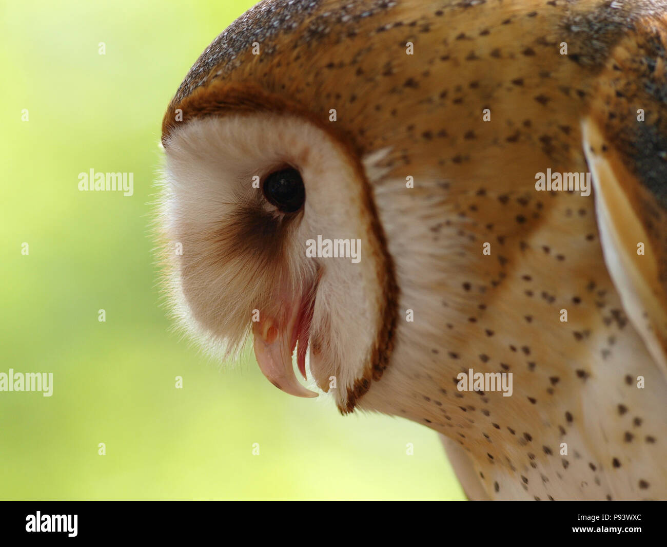 raptor owl eagle hawk kite vulture Stock Photo Alamy