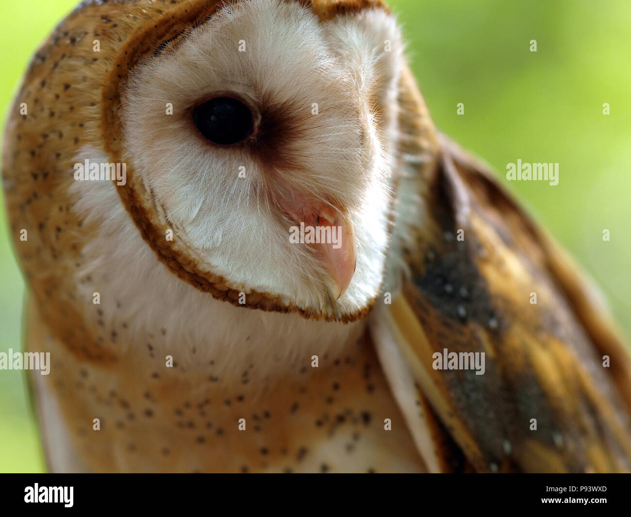 raptor owl eagle hawk kite vulture Stock Photo Alamy