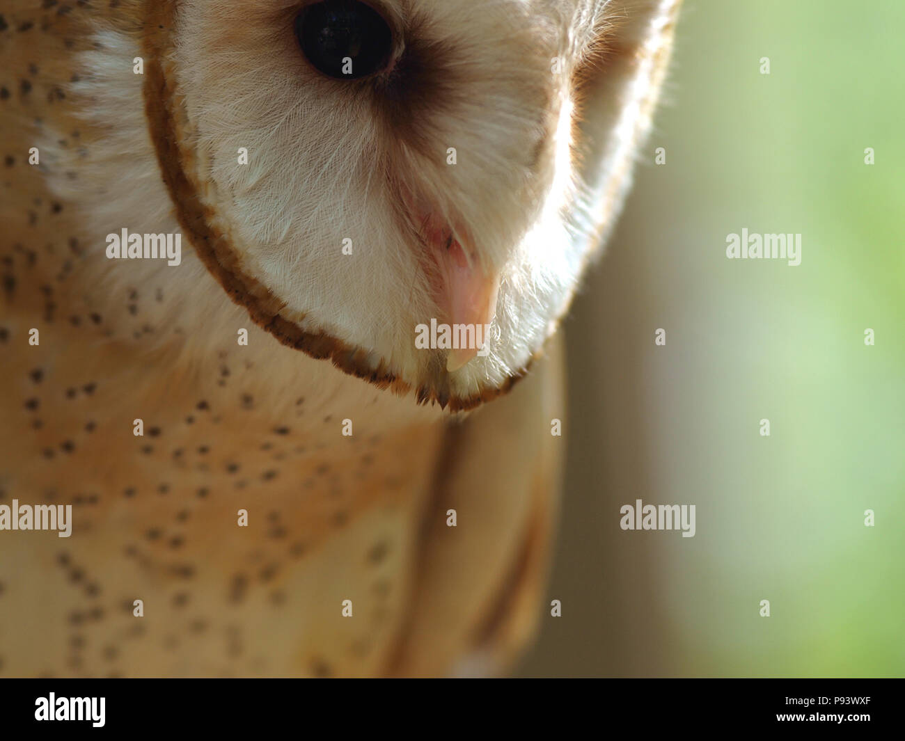 raptor owl eagle hawk kite vulture Stock Photo Alamy