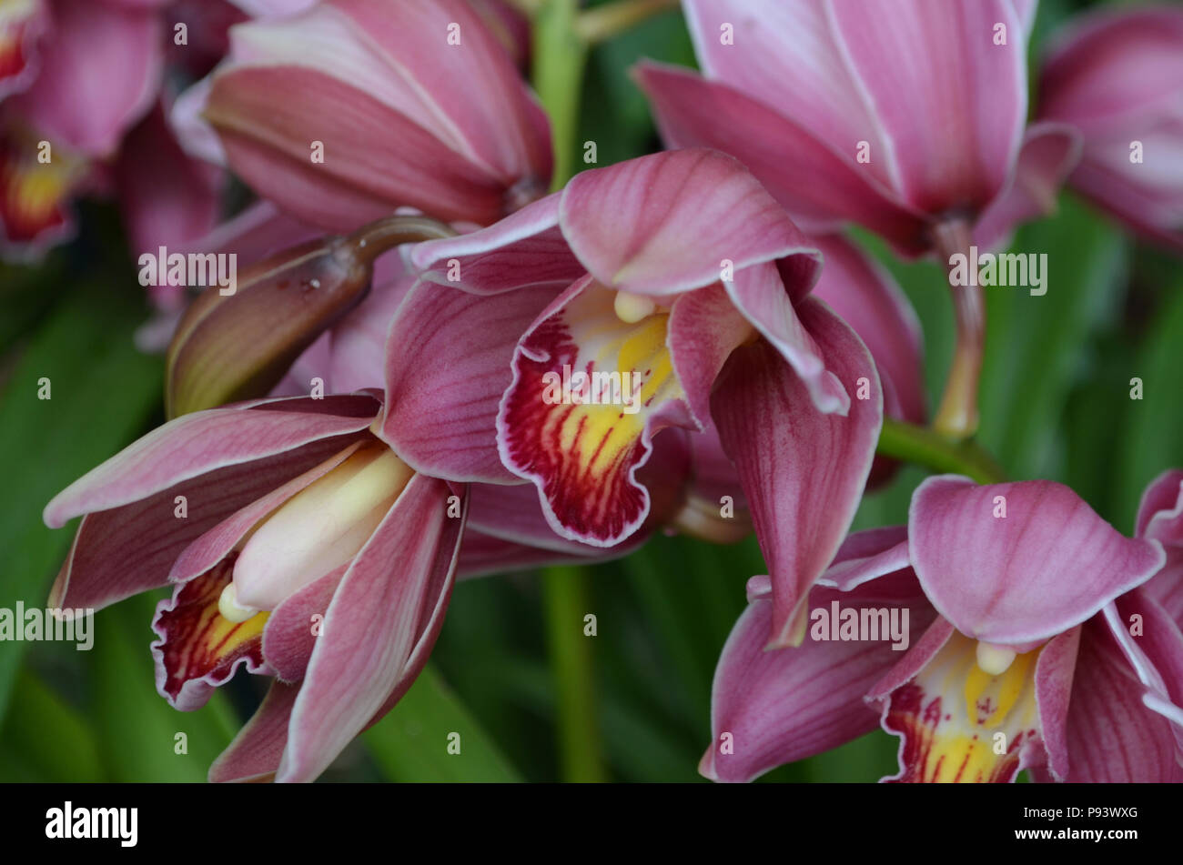 Flowering pink orchids blooming in a garden Stock Photo - Alamy