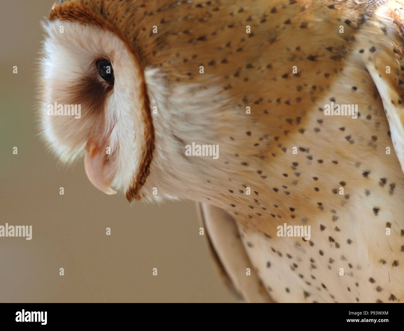 raptor owl eagle hawk kite vulture Stock Photo Alamy