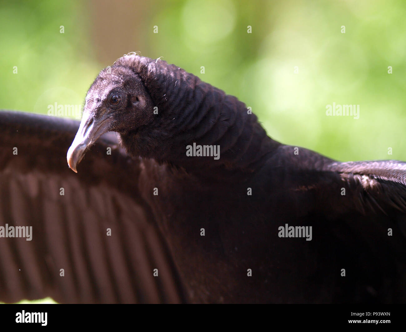 raptor owl eagle hawk kite vulture Stock Photo