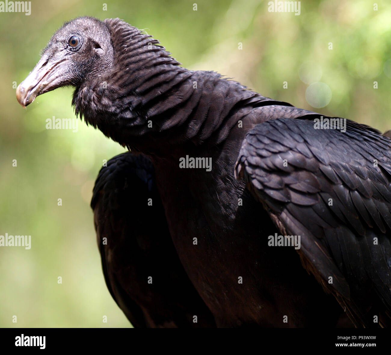 raptor owl eagle hawk kite vulture Stock Photo Alamy