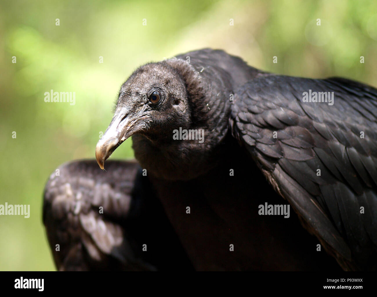 raptor owl eagle hawk kite vulture Stock Photo Alamy