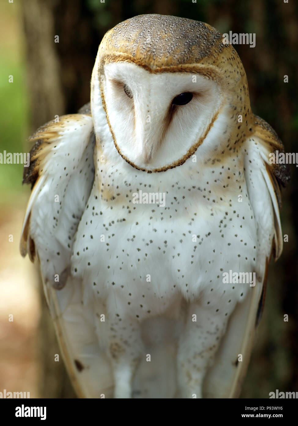 raptor owl eagle hawk kite vulture Stock Photo Alamy