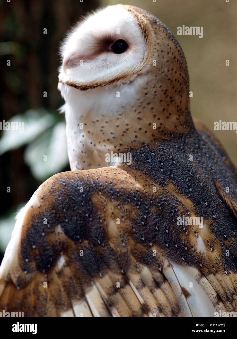 raptor owl eagle hawk kite vulture Stock Photo Alamy