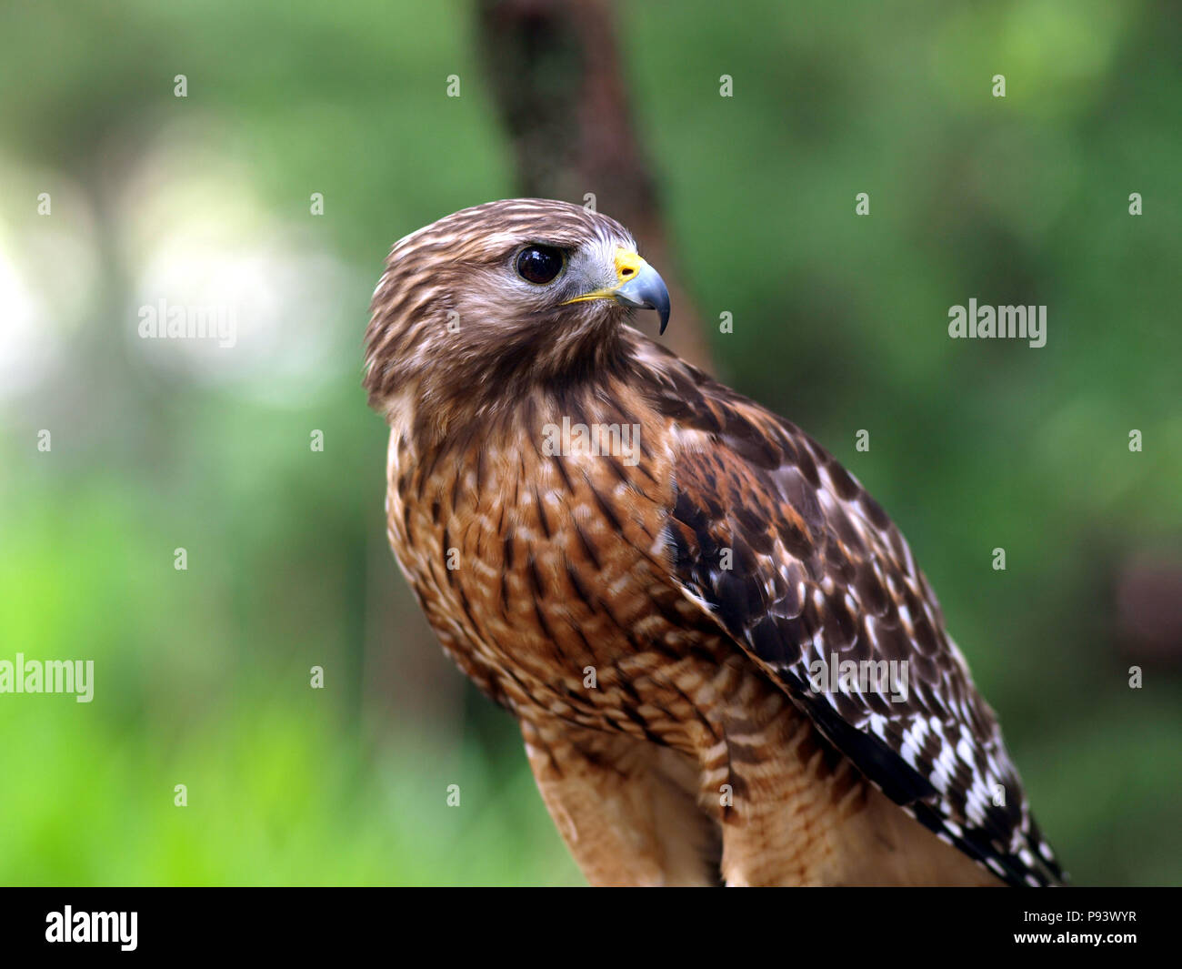 raptor owl eagle hawk kite vulture peregrine kestrel falconry falcon