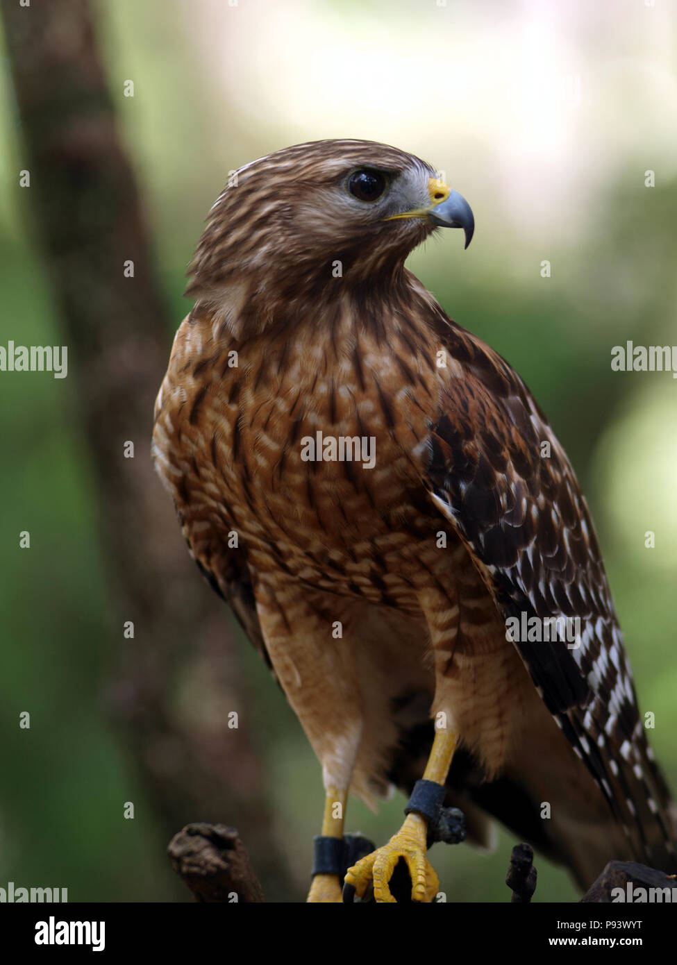 raptor owl eagle hawk kite vulture peregrine kestrel falconry falcon
