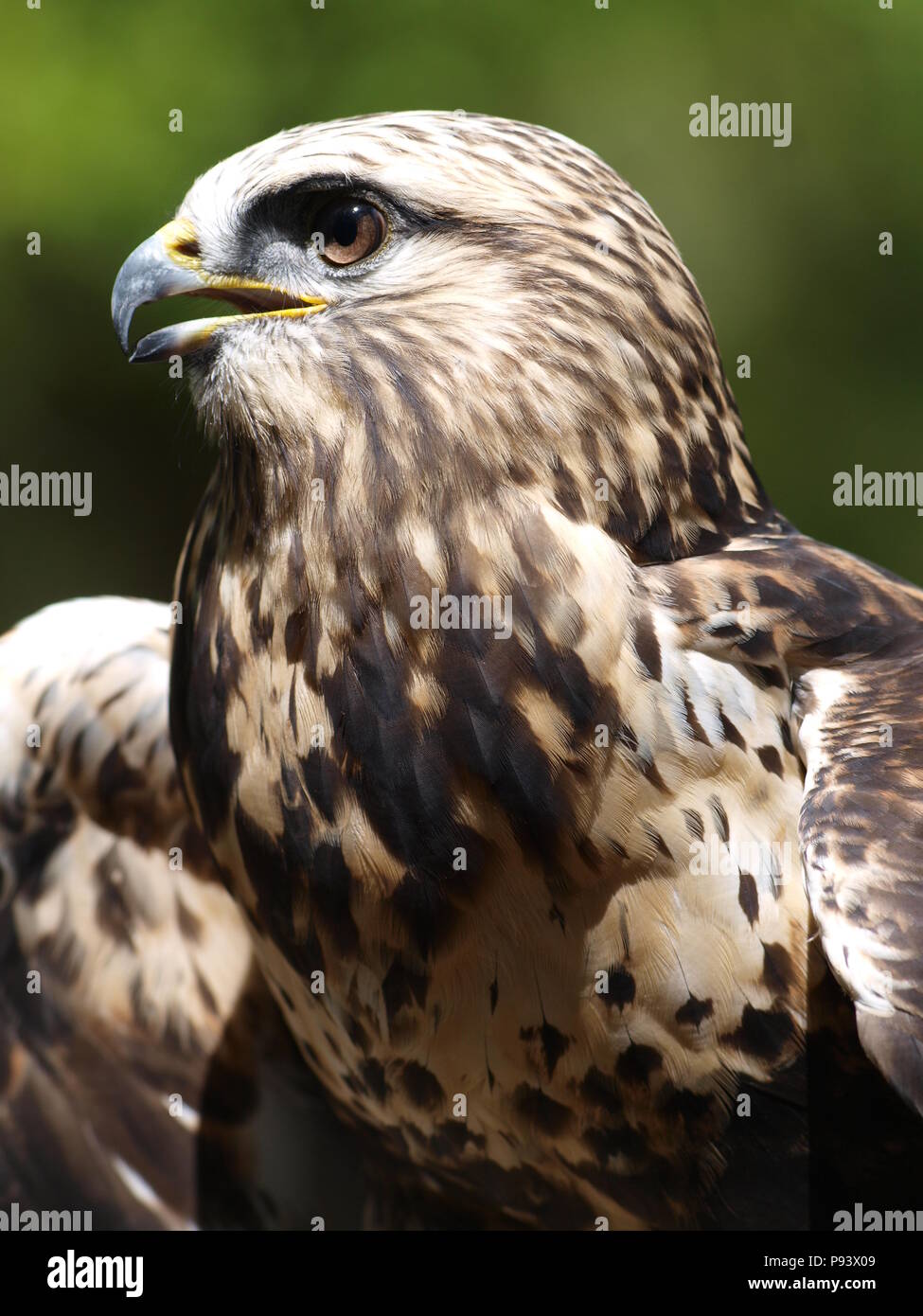 raptor owl eagle hawk kite vulture peregrine kestrel falconry falcon