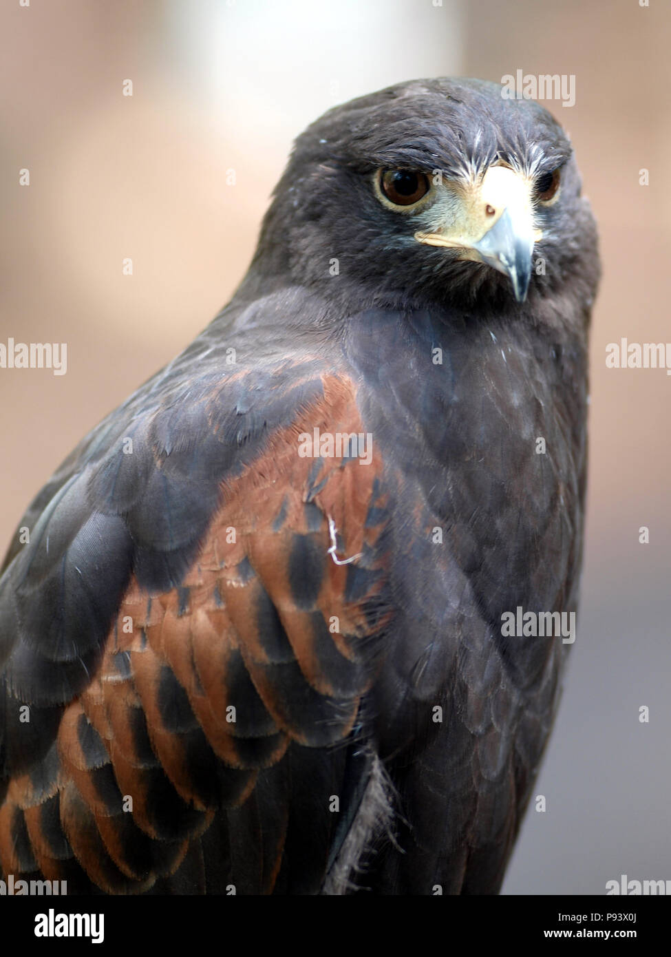 raptor owl eagle hawk kite vulture peregrine kestrel falconry falcon