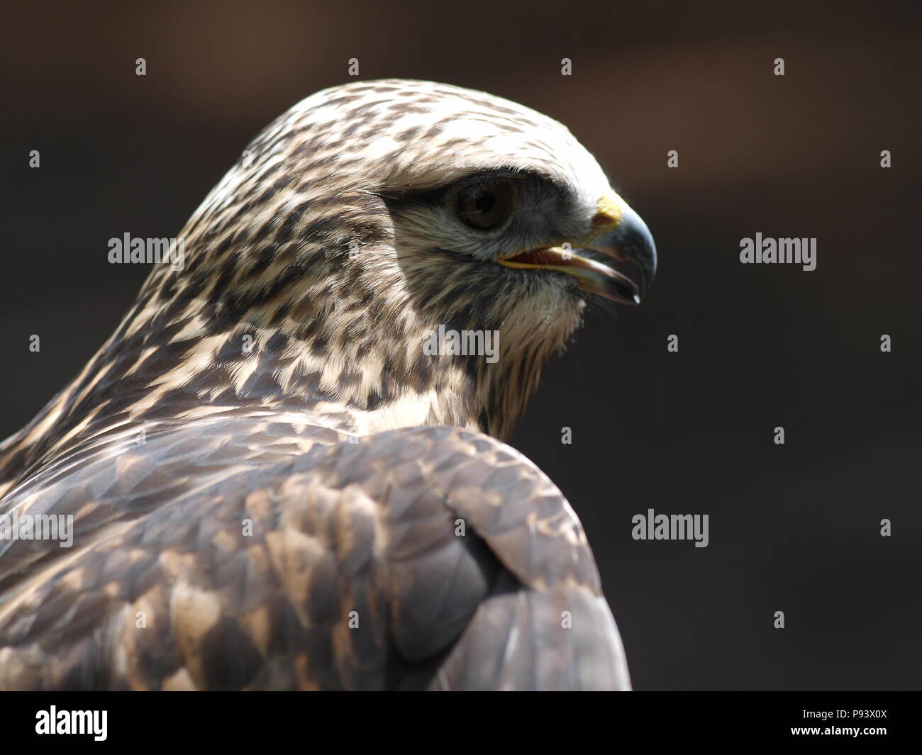 raptor owl eagle hawk kite vulture peregrine kestrel falconry falcon