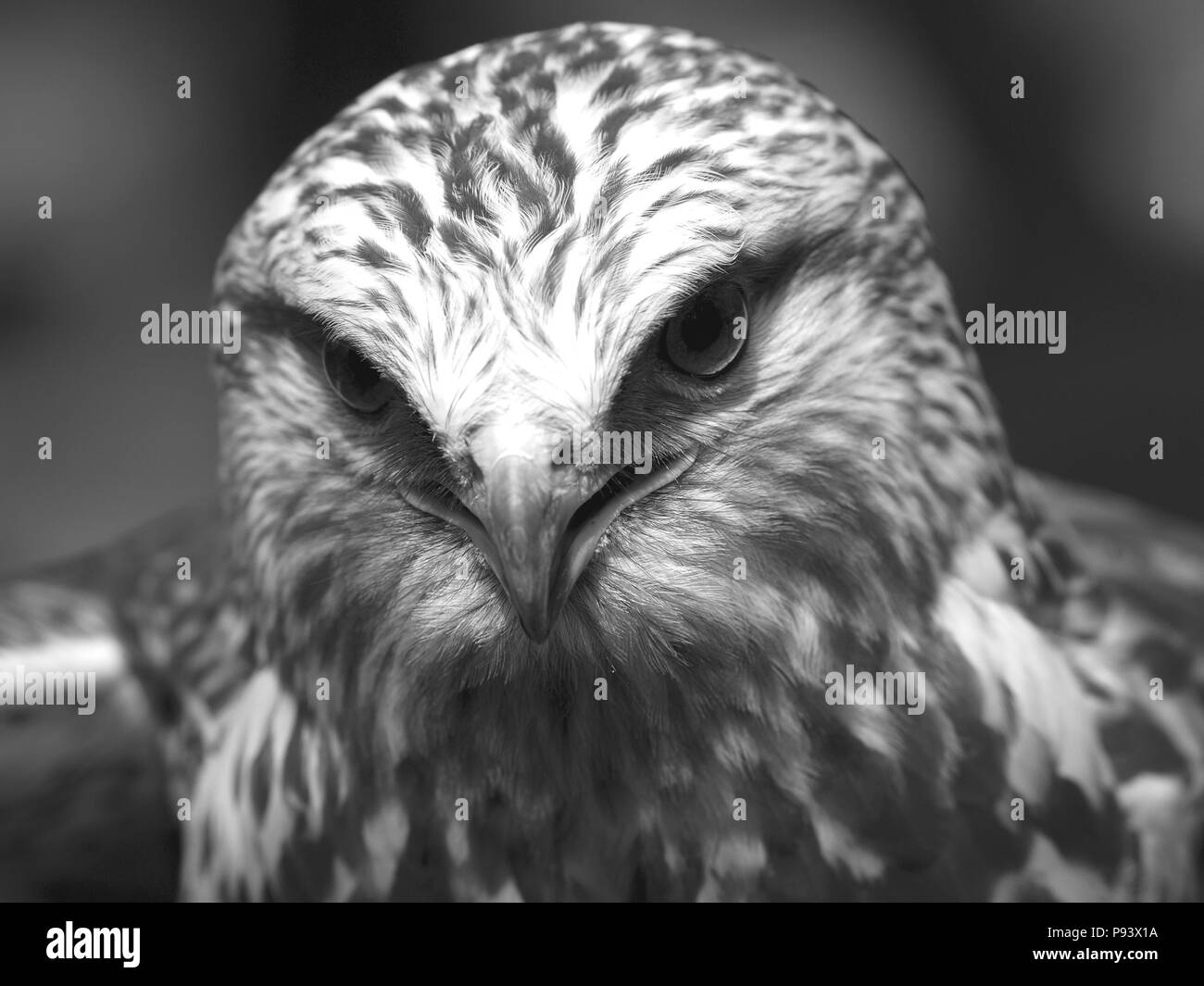 raptor owl eagle hawk kite vulture peregrine kestrel falconry falcon Stock Photo