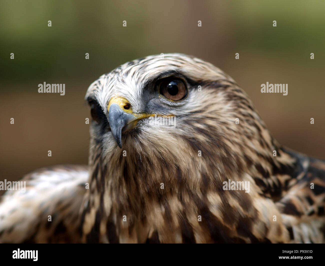 raptor owl eagle hawk kite vulture peregrine kestrel falconry falcon