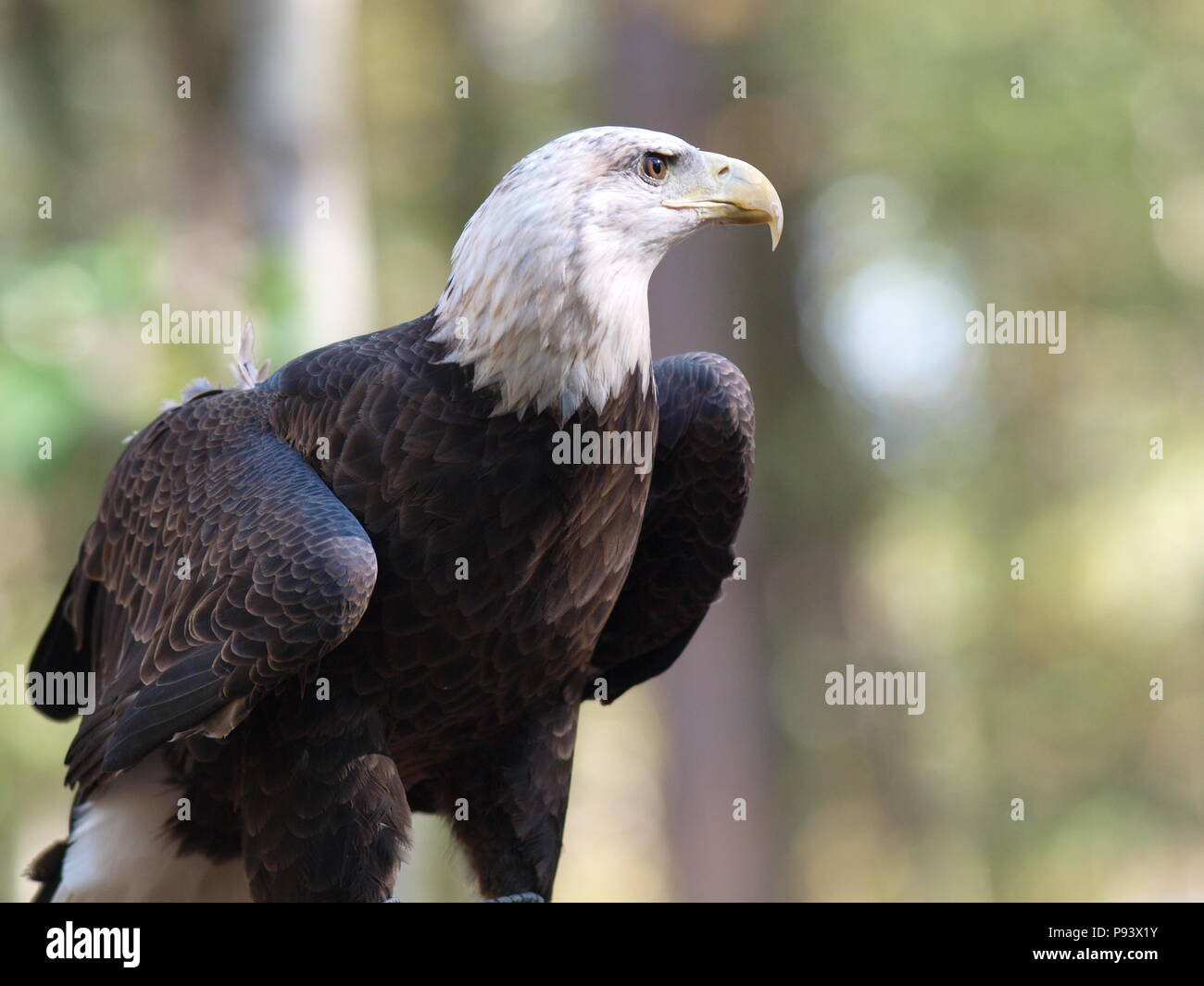 raptor owl bald eagle hawk kite vulture Stock Photo Alamy