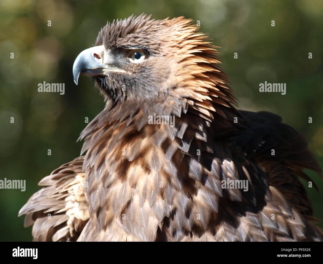 raptor owl eagle hawk kite vulture golden eagle Stock Photo Alamy