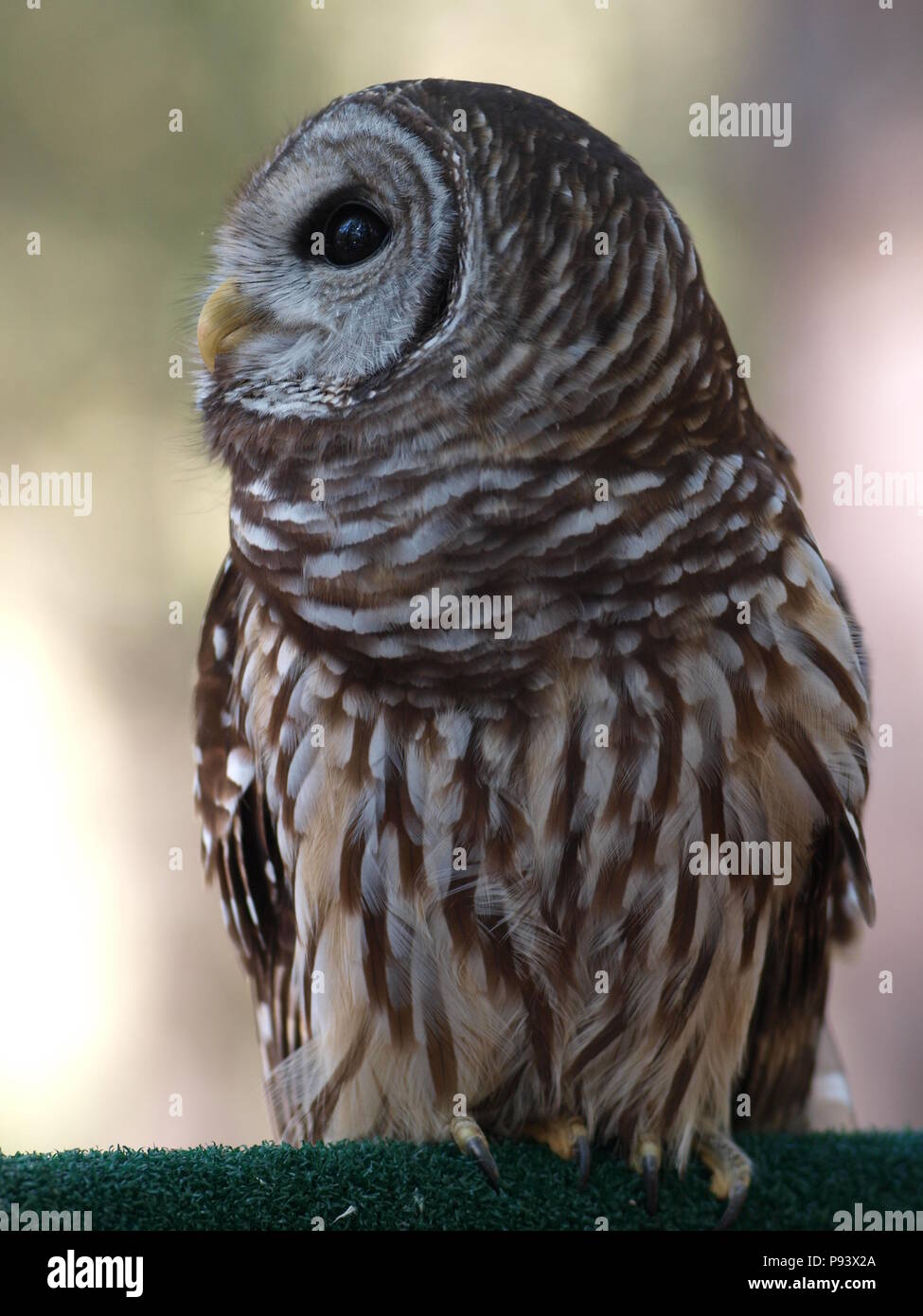 raptor owl eagle hawk kite vulture Stock Photo Alamy