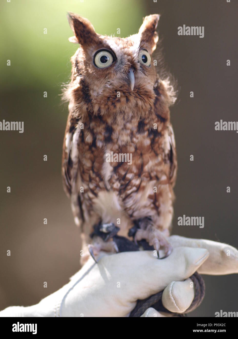 raptor owl eagle hawk kite vulture Stock Photo Alamy