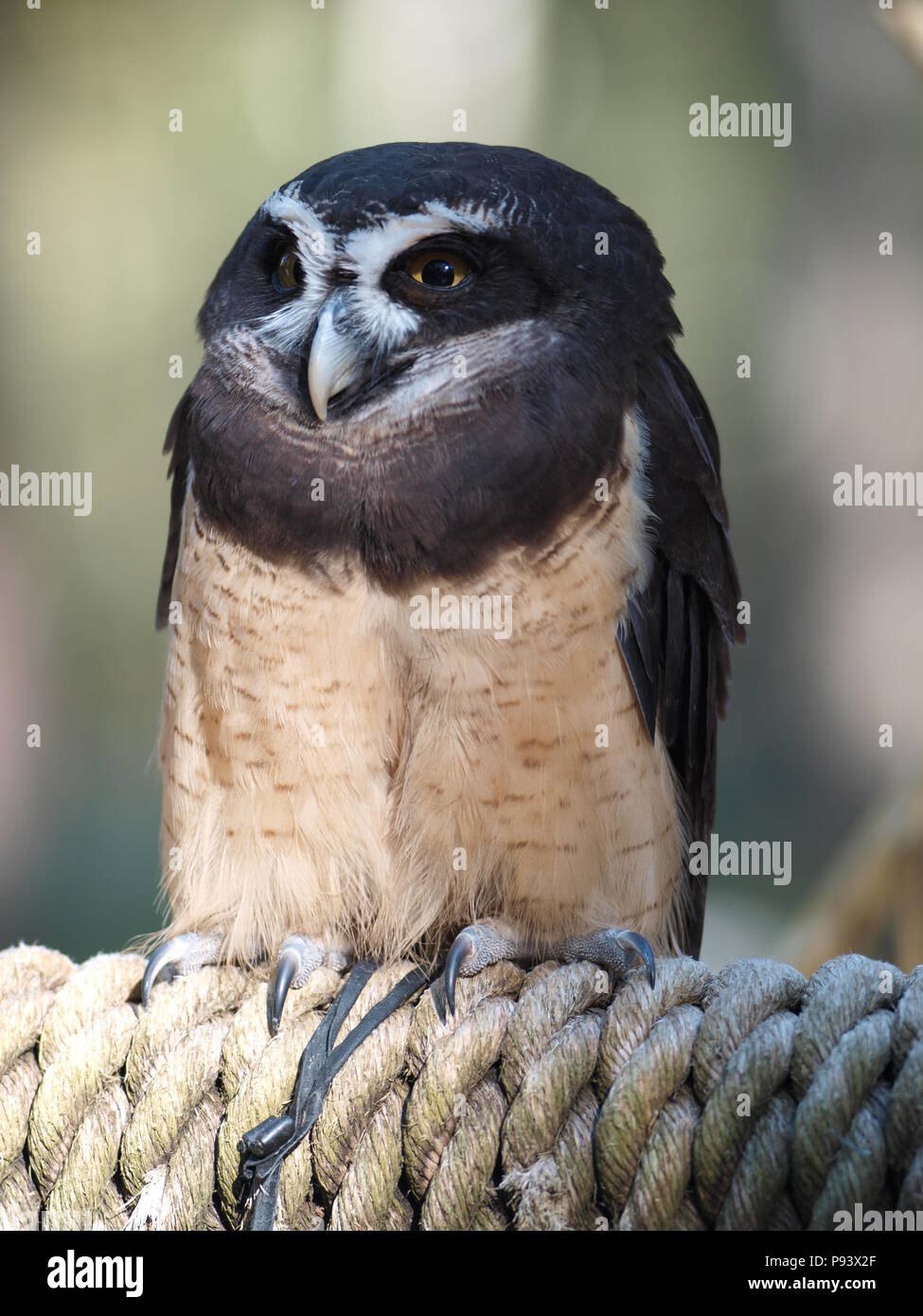 raptor owl eagle hawk kite vulture Stock Photo Alamy