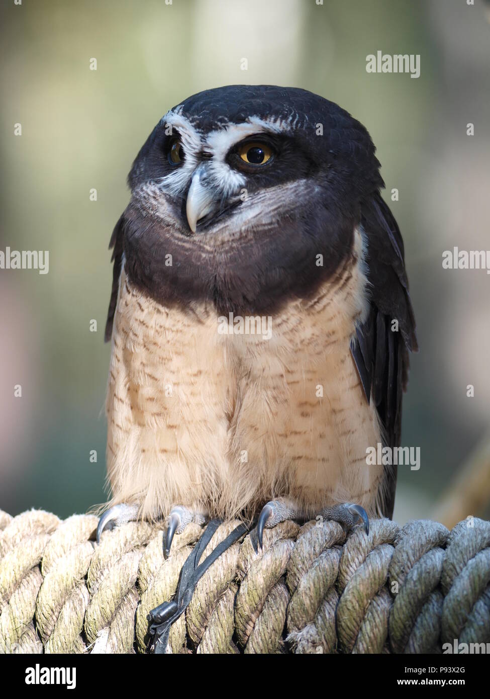 raptor owl eagle hawk kite vulture Stock Photo Alamy