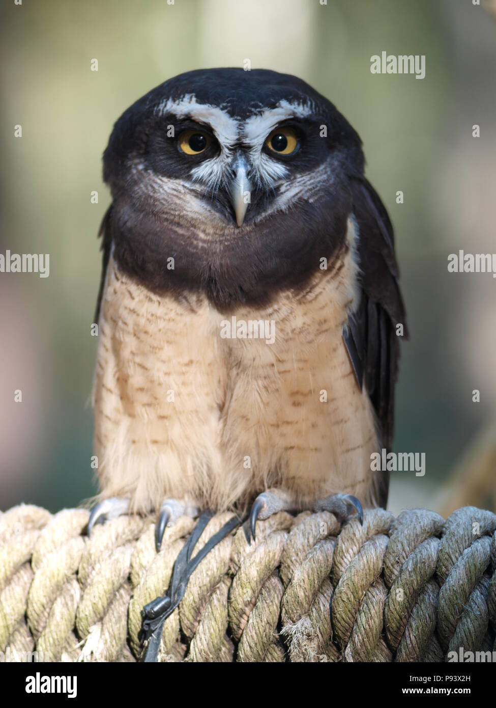 raptor owl eagle hawk kite vulture Stock Photo Alamy