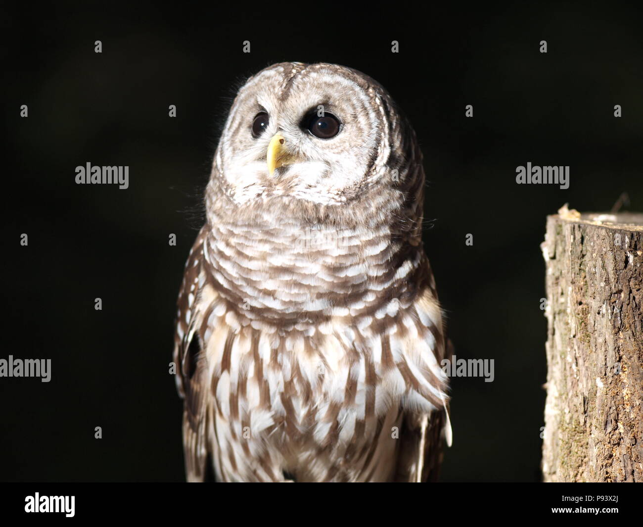 raptor owl eagle hawk kite vulture Stock Photo Alamy