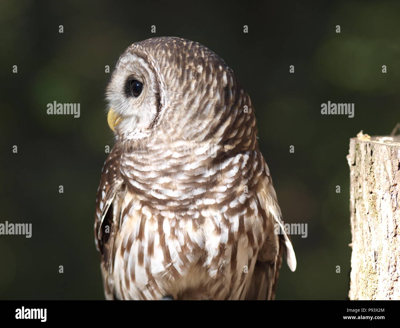 raptor owl eagle hawk kite vulture Stock Photo Alamy