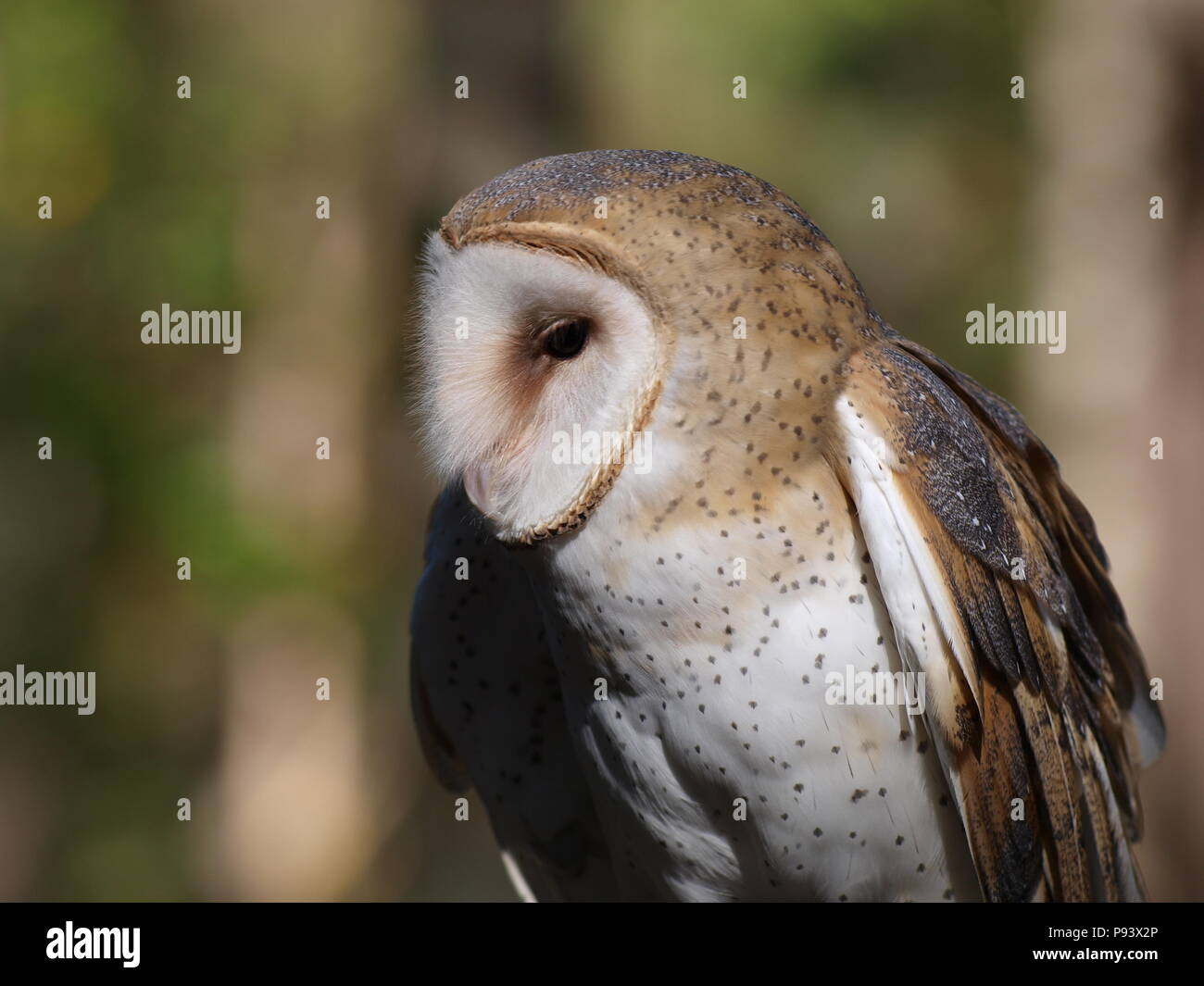 raptor owl eagle hawk kite vulture Stock Photo Alamy