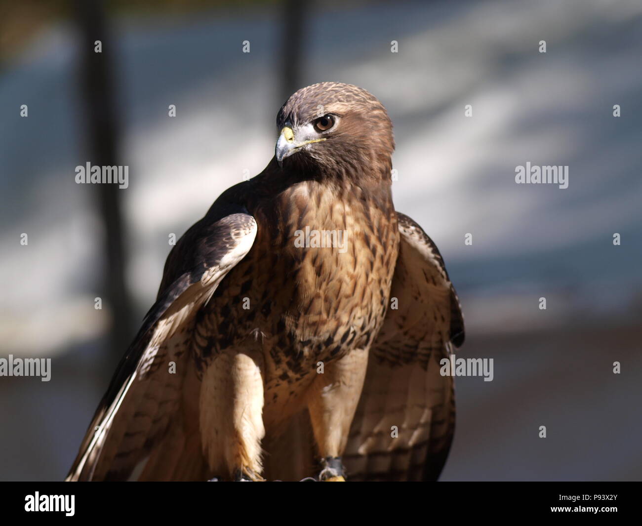 raptor owl eagle hawk kite vulture peregrine kestrel falconry falcon