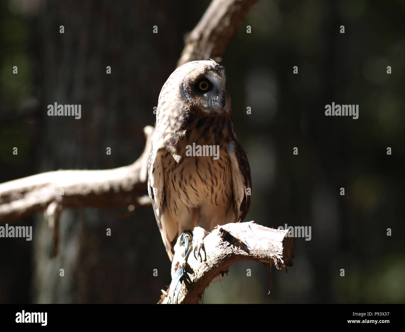 raptor owl eagle hawk kite vulture Stock Photo Alamy