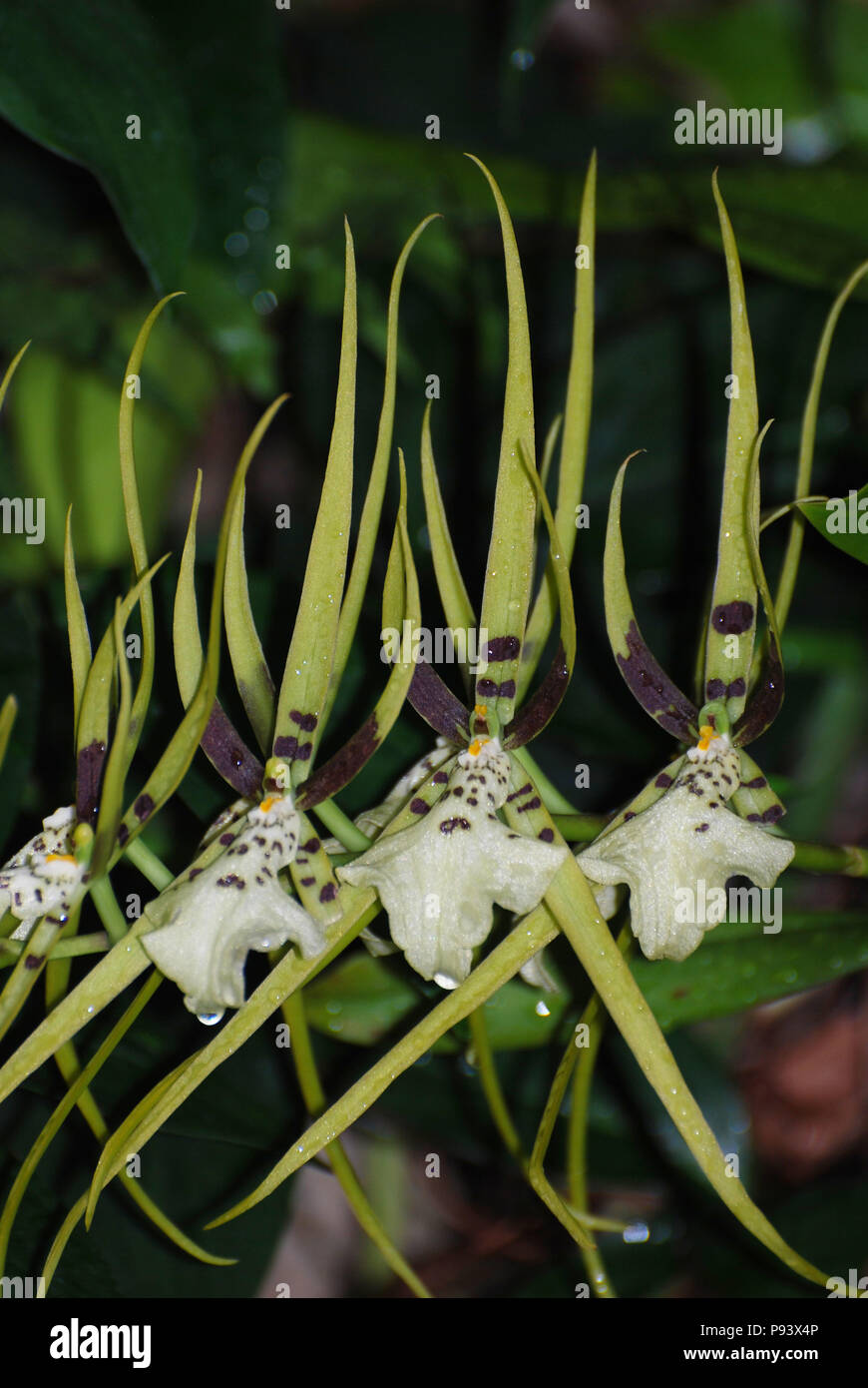 Monkey Face Flower High Resolution Stock Photography And Images Alamy Monkey Face Flower High Resolution Stock Photography And Images Alamy