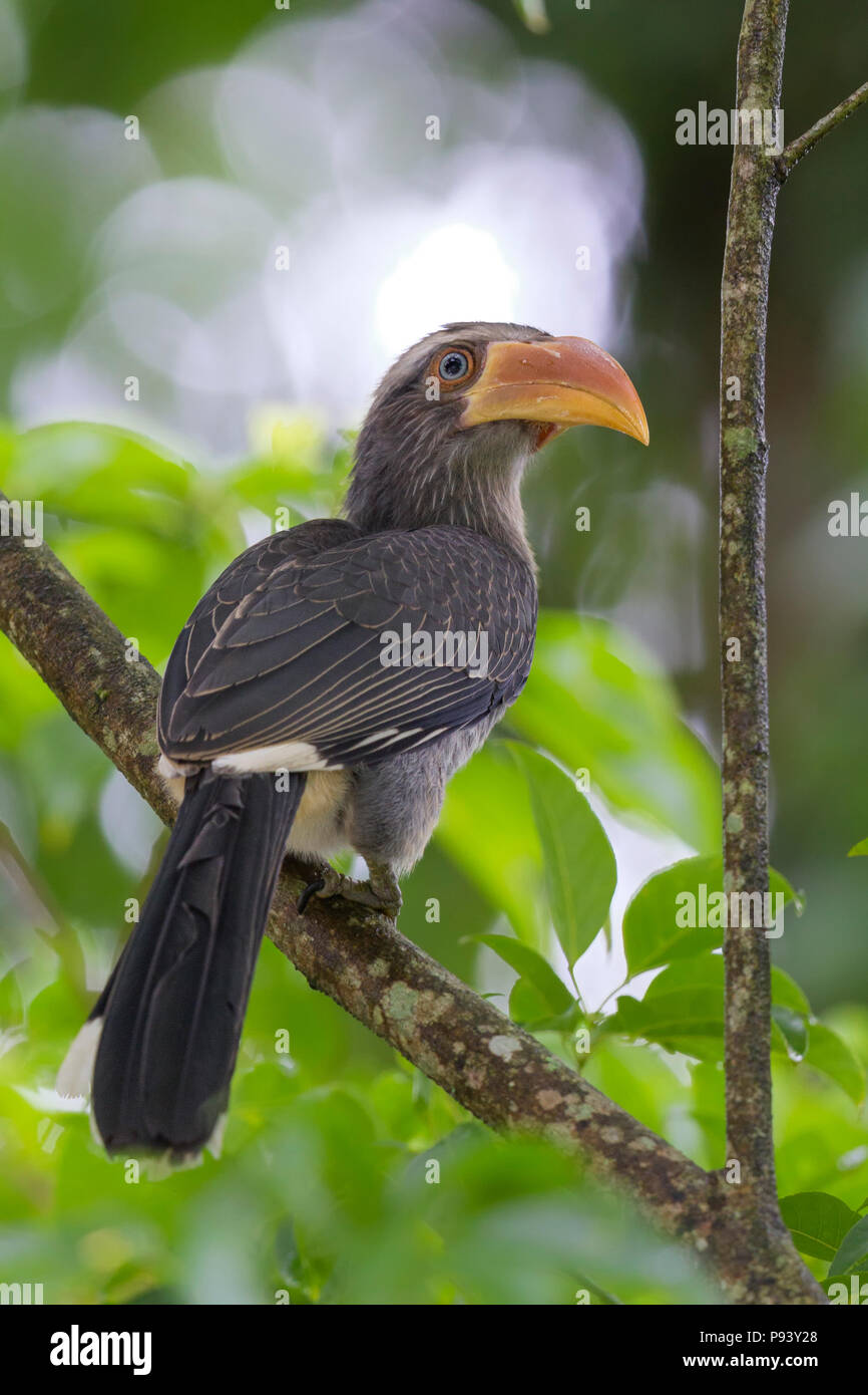 Malabar Grey Hornbill (Ocyceros griseus) in Valparai, Annamalai Hills Tamilnadu India Stock Photo