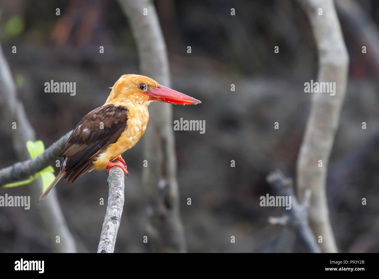 Brown Winged Kingfisher in Sunerbans Tiger reserve, West Bengal ,India Stock Photo