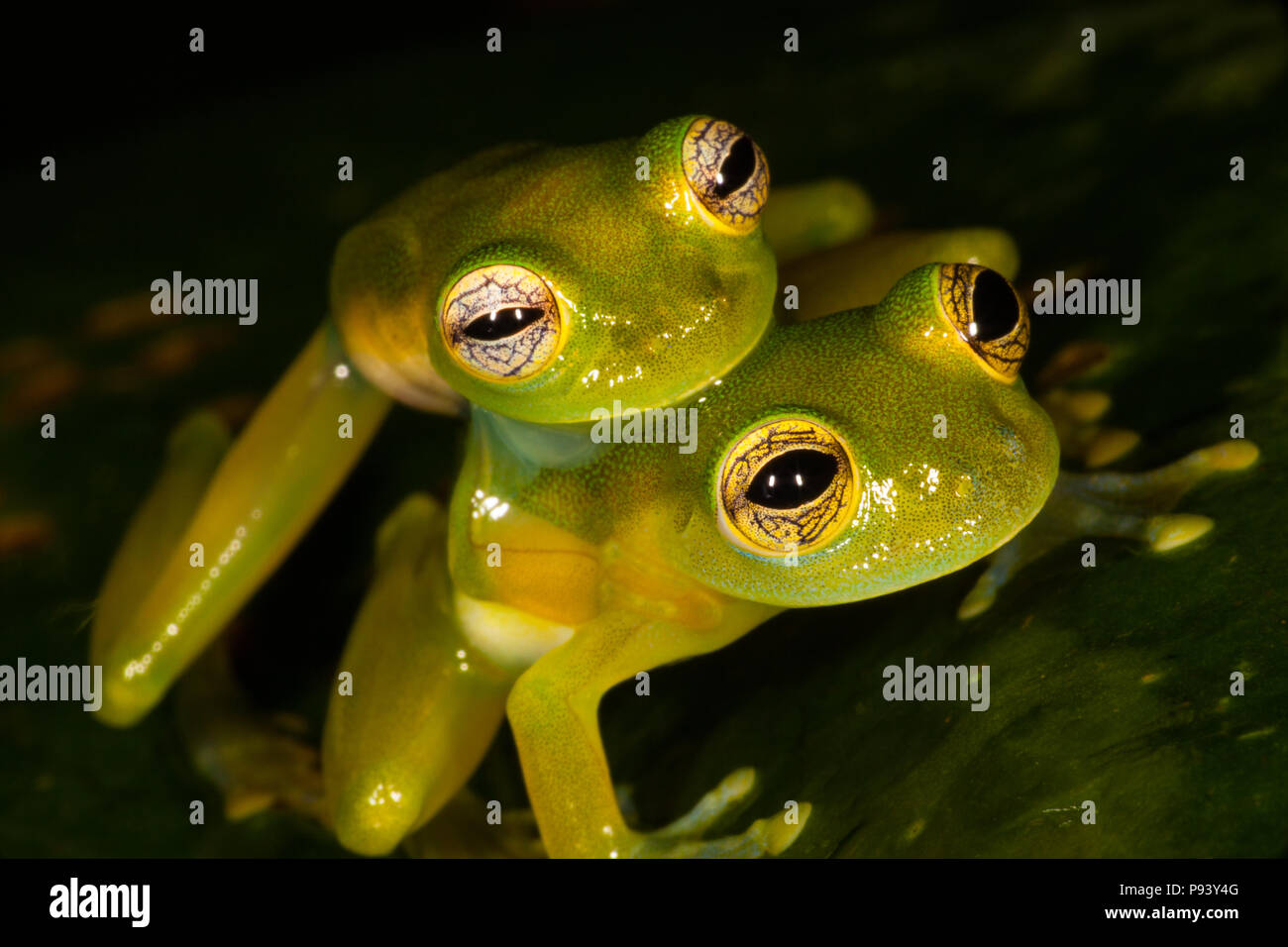 Panama wildlife with mating spiny cochran frogs, Teratohyla spinosa, at nighttime in the rainforest at Burbayar nature reserve, Republic of Panama. Stock Photo