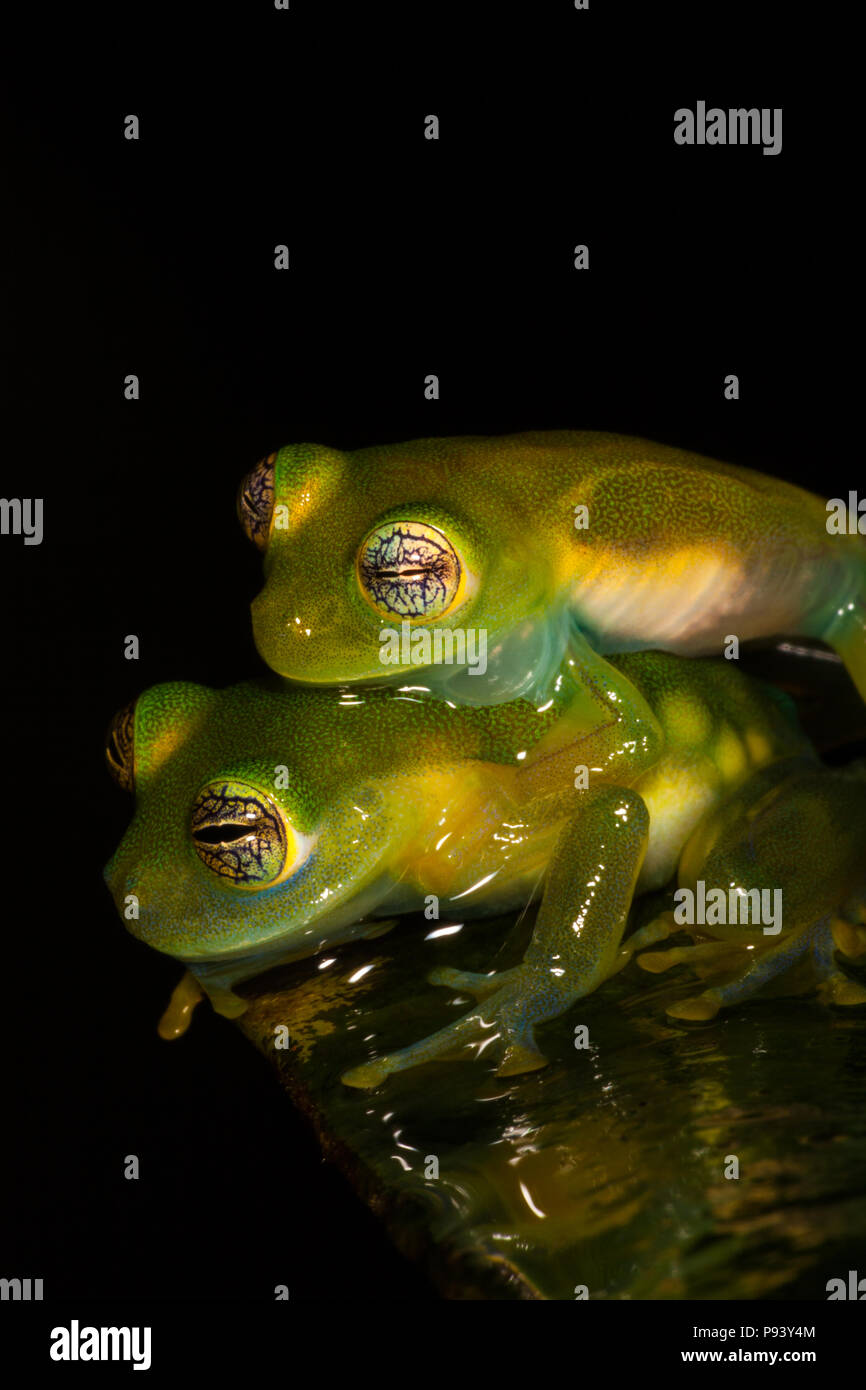 Panama wildlife with mating spiny cochran frogs, Teratohyla spinosa, at nighttime in the rainforest at Burbayar nature reserve, Republic of Panama. Stock Photo