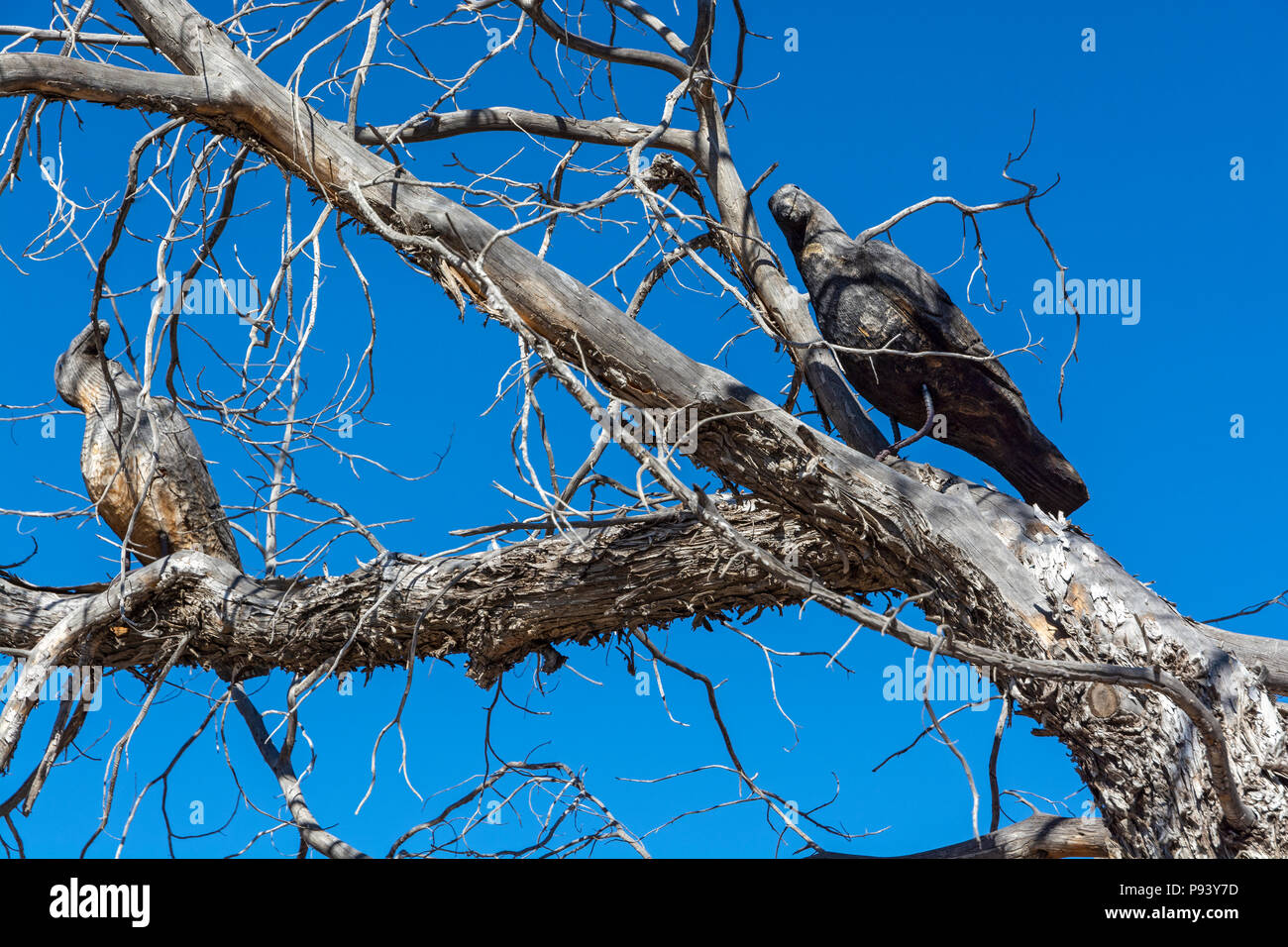 New Mexico, Santa Fe County, Lamy, wood bird carvings in dead tree Stock Photo