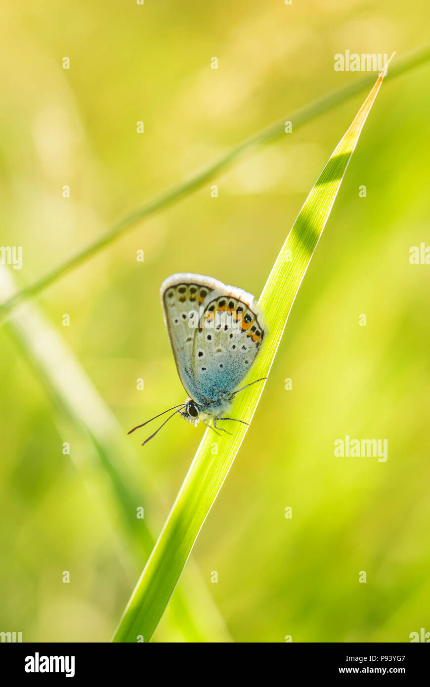 Silver-studded Blue butterfly - Plebejus argus, beautiful colored buttefly from European meadows and grasslands. Stock Photo