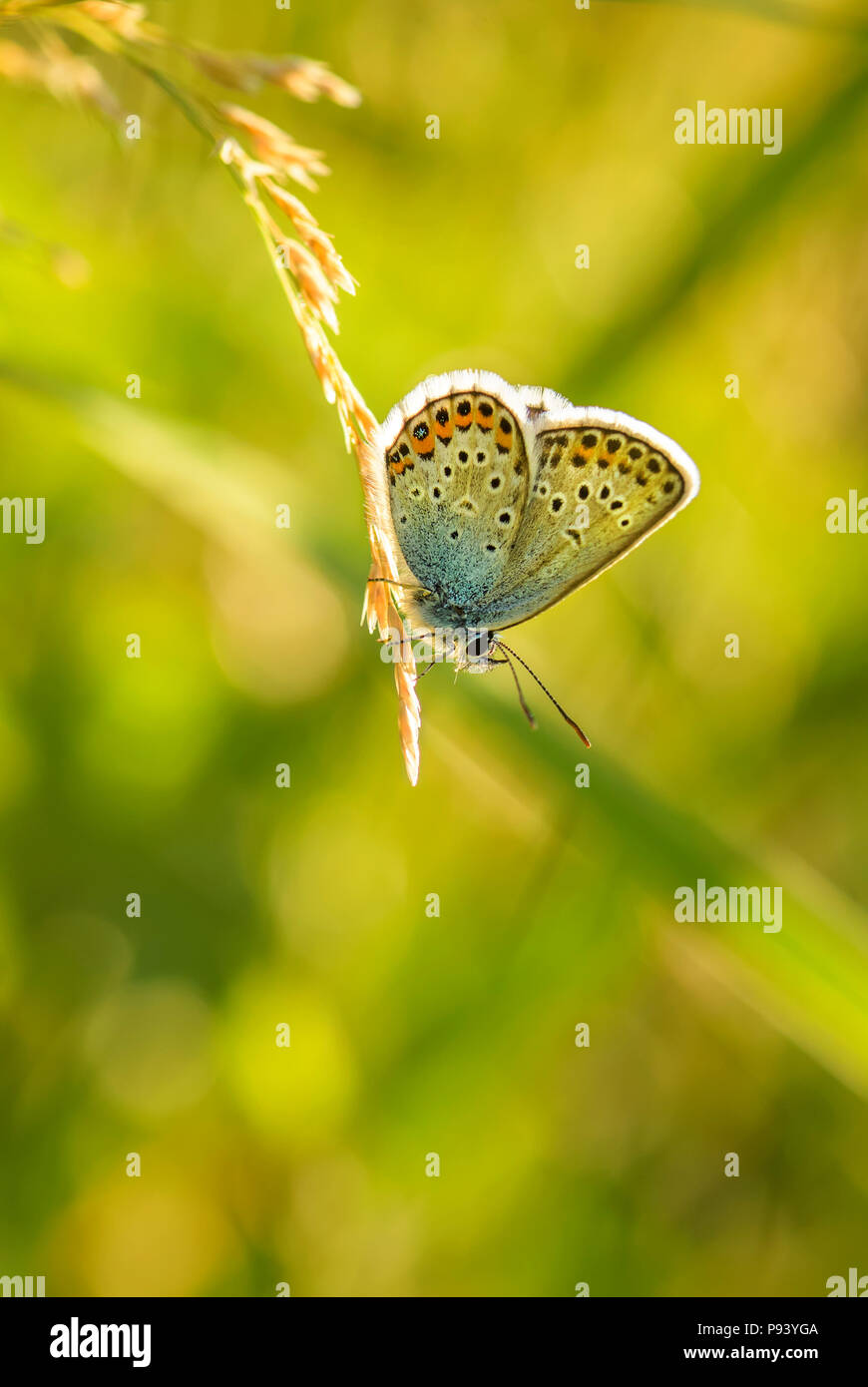 Silver-studded Blue butterfly - Plebejus argus, beautiful colored buttefly from European meadows and grasslands. Stock Photo