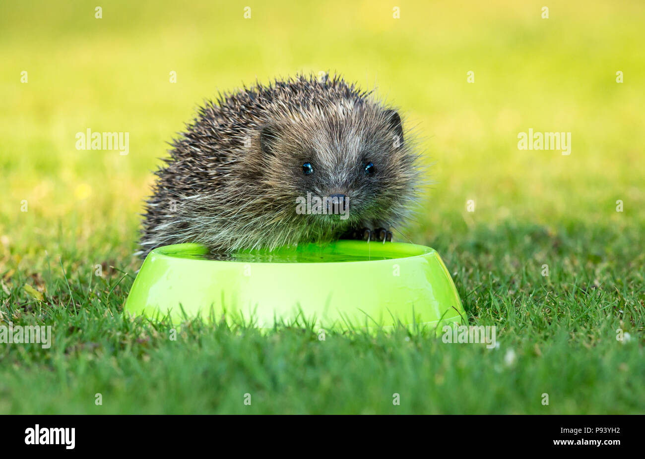 Hedgehog, wild, native, European hedgehog with green water bowl during