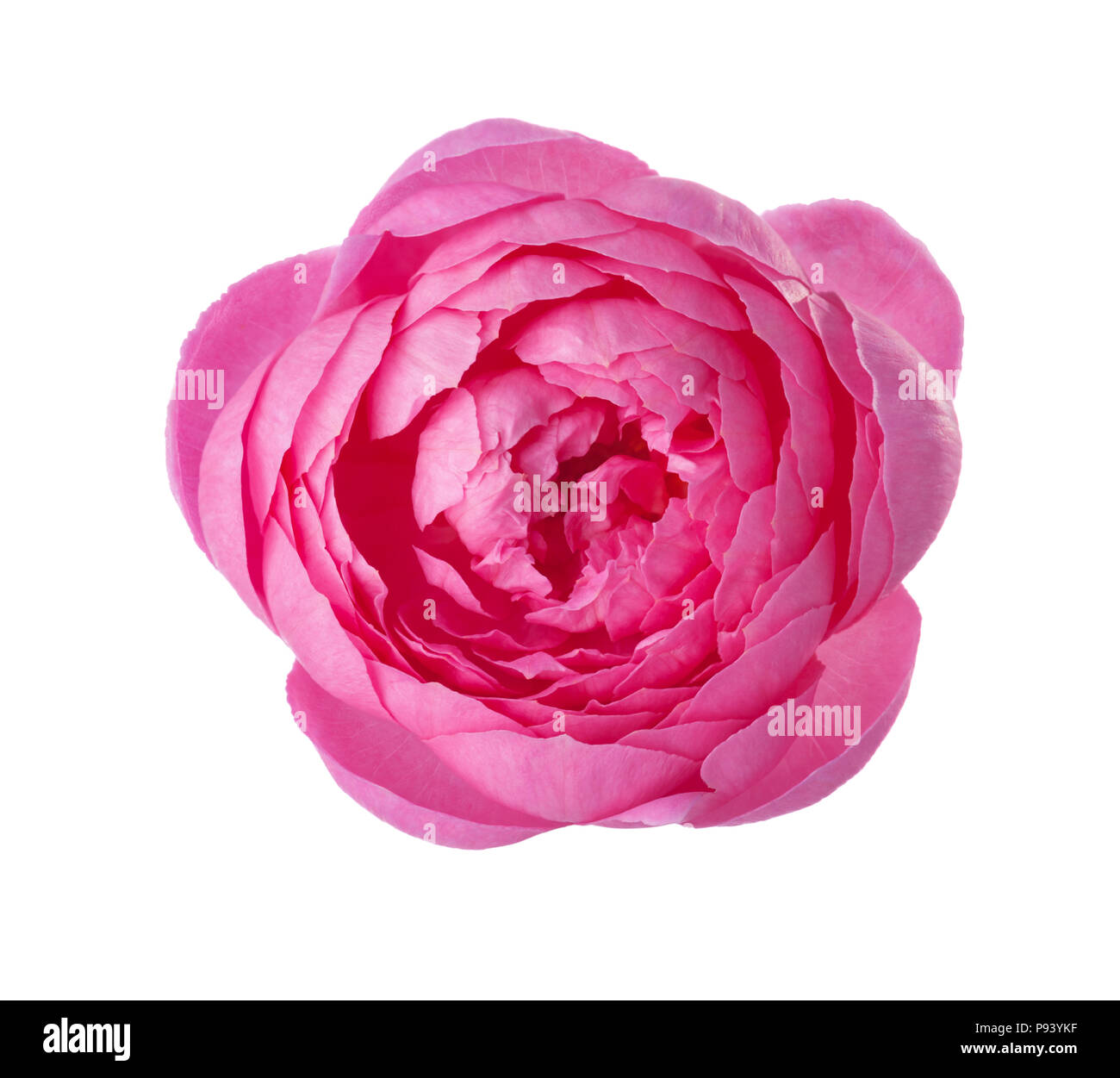 Pink rose isolated on white background Stock Photo - Alamy