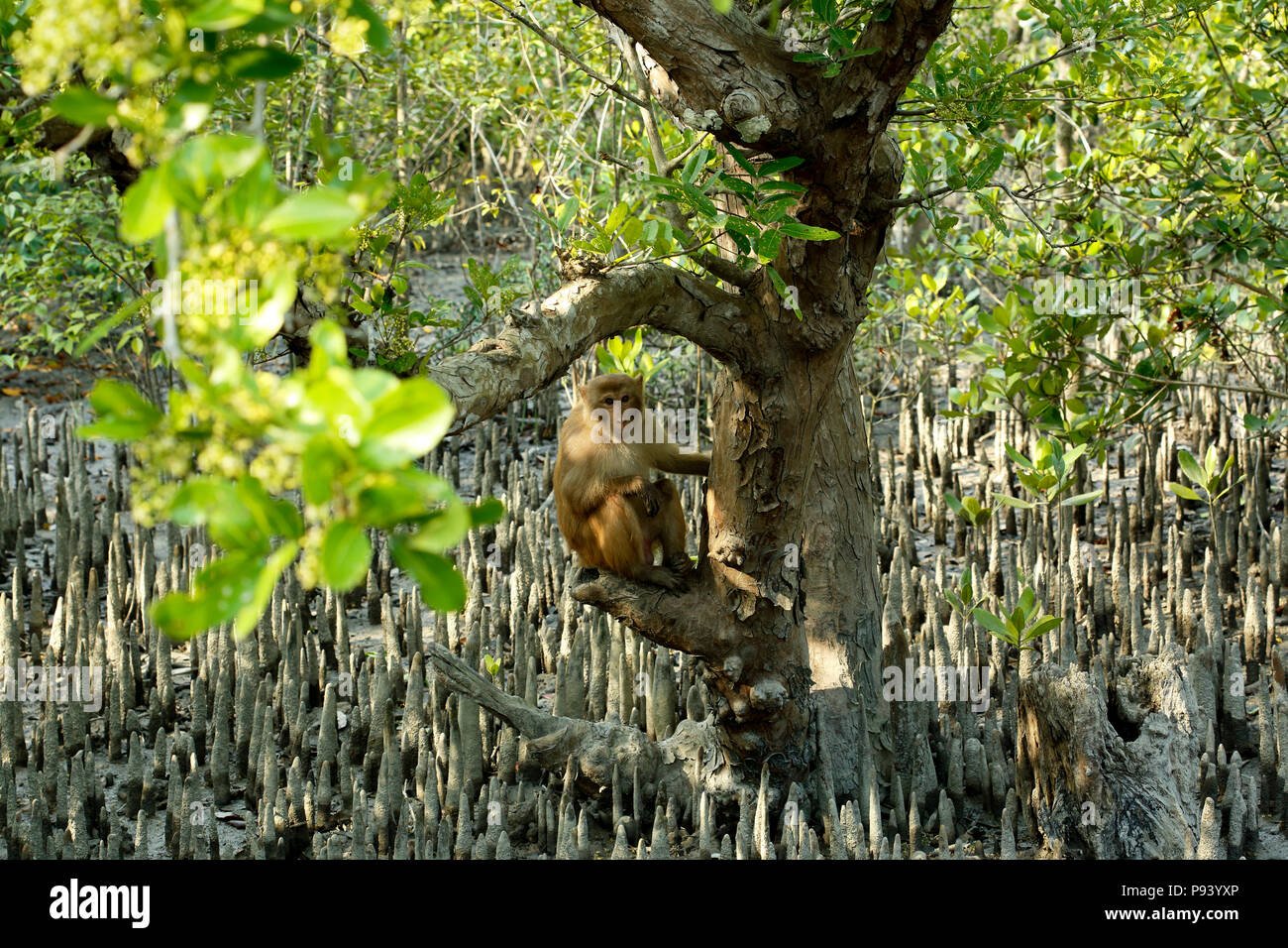 Mammals of bangladesh hi-res stock photography and images - Alamy