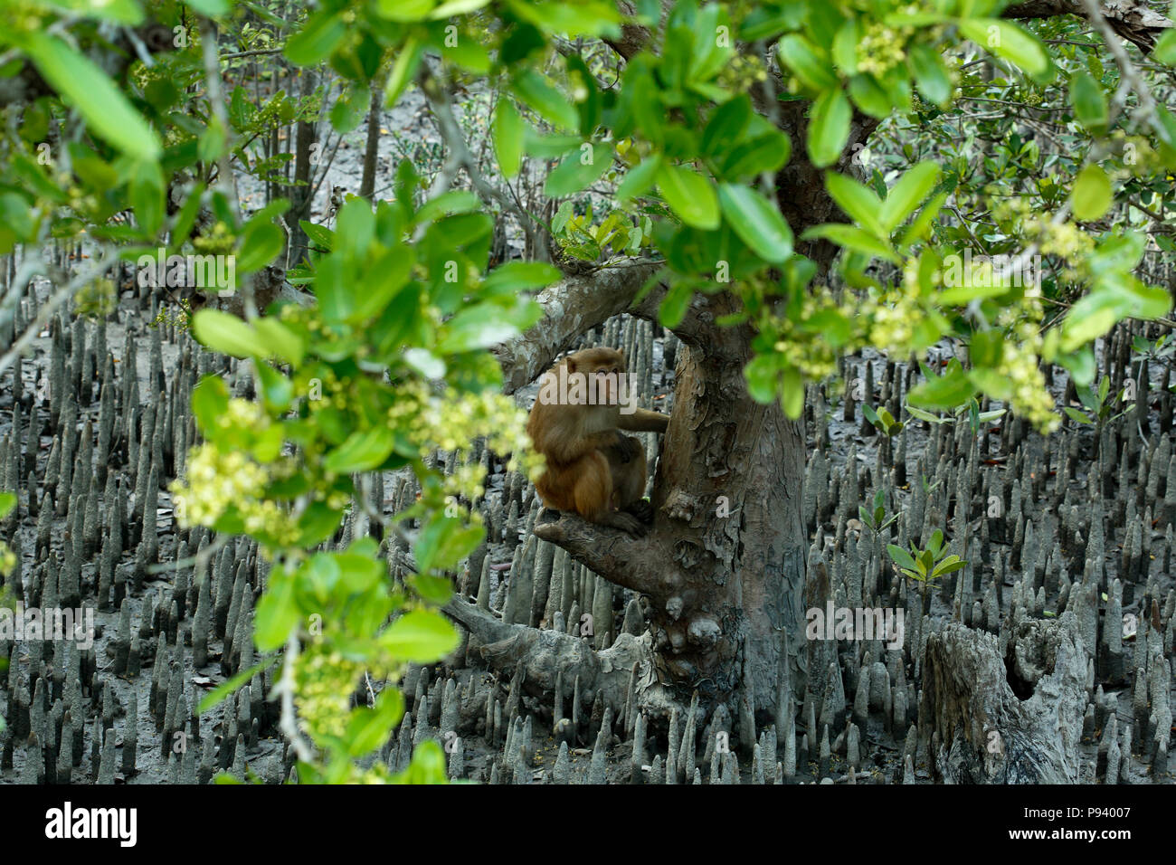 Mammals of bangladesh hi-res stock photography and images - Alamy
