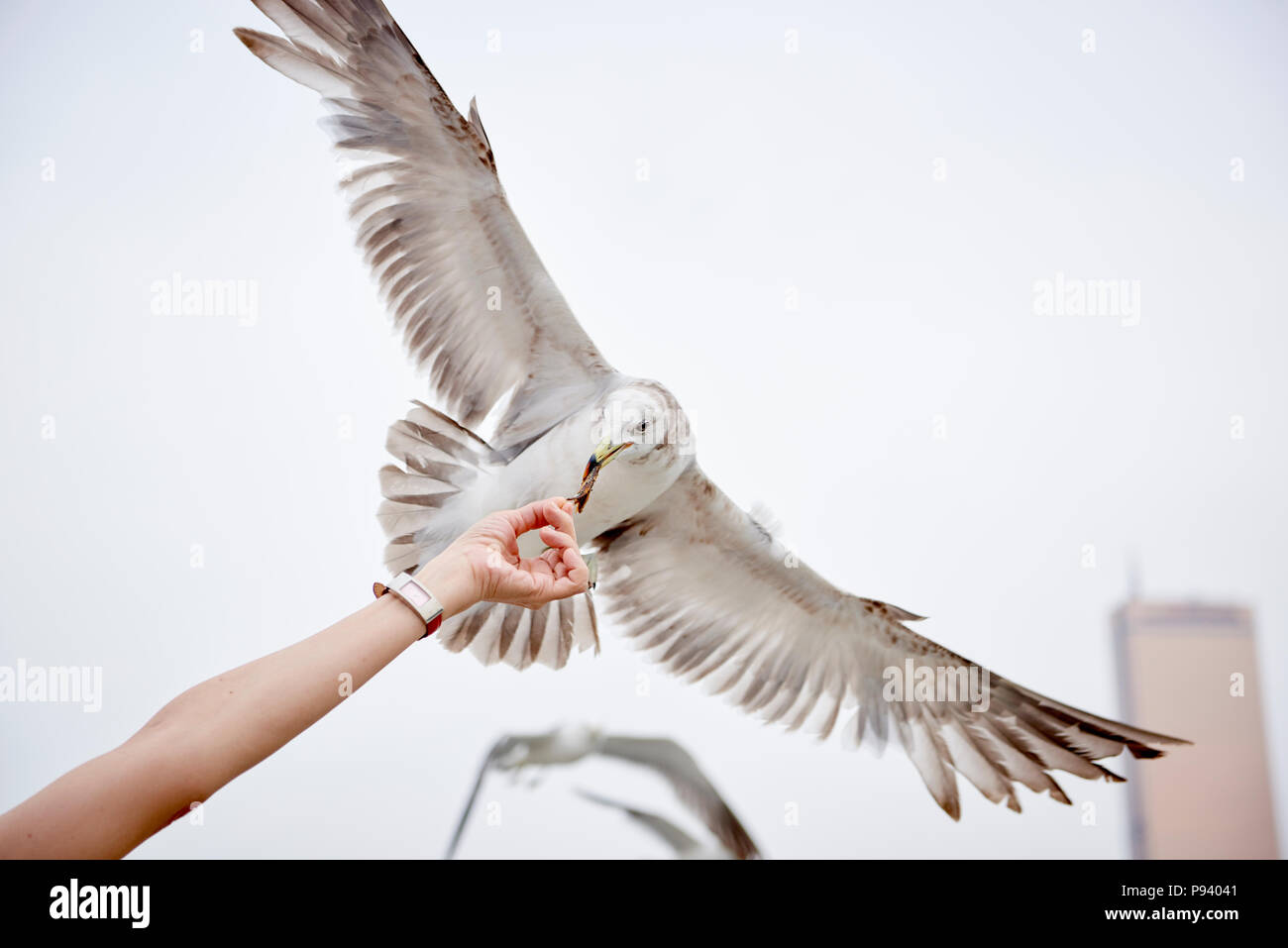 Detail of a person's hand holding a piece of dried fish and a Seagull feeding on it with its wingspan fully spread. Stock Photo