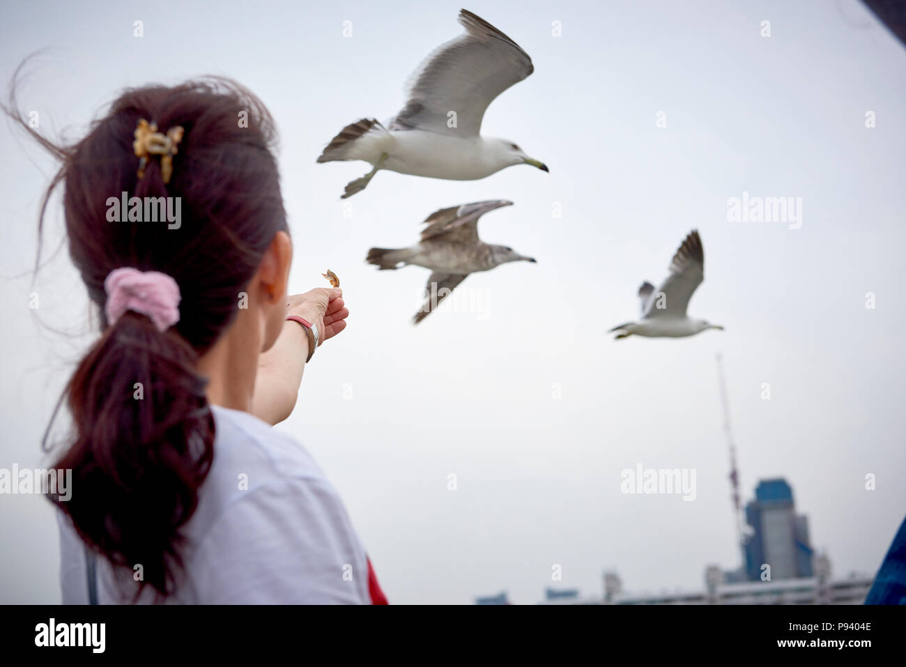 A woman seeing from hehind holding a piece of dried fish to feed seagulls, flying in the background. Stock Photo